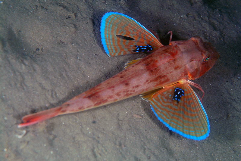 Triglide da determinare (Chelidonichthys lucerna)